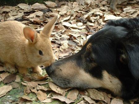 vraiment mignon